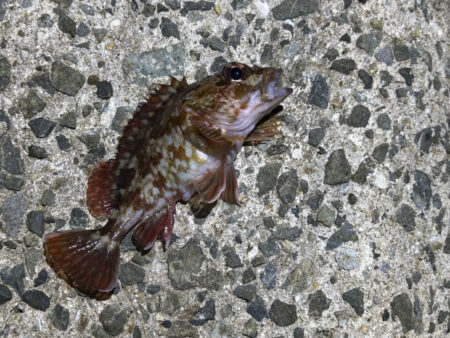 姫路メバリング｜激渋でアタリ無し・・・