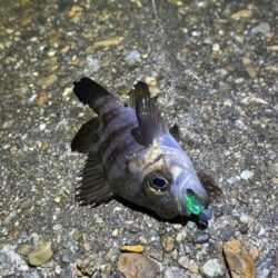 ２０２６年初釣り激渋メバリング