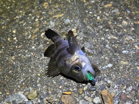 ２０２６年初釣り激渋メバリング