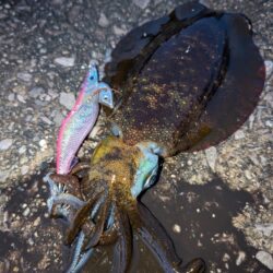 青物狙いのはずが😭