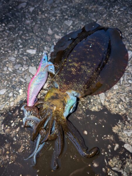 青物狙いのはずが😭