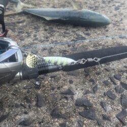 2026はかわいい青物から