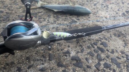 2026はかわいい青物から