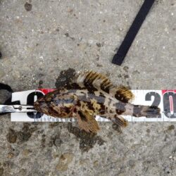 日中のライトゲーム、穴釣り