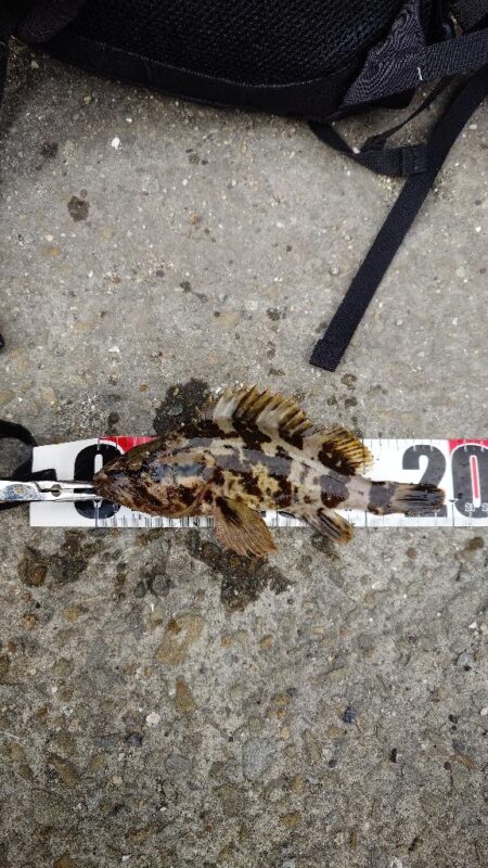 日中のライトゲーム、穴釣り