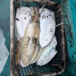 一発目はイカ狙いから