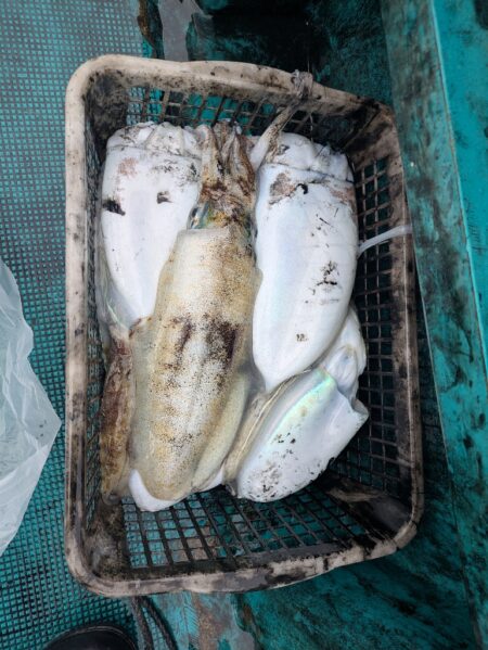 一発目はイカ狙いから