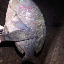 電気ウキ釣り 2