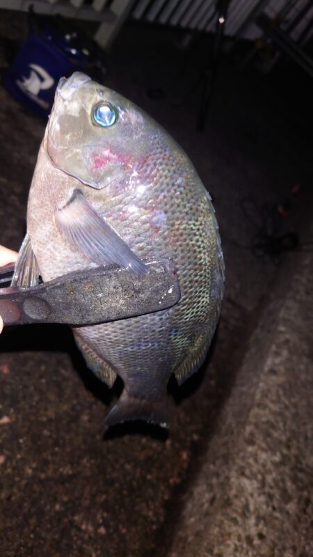 電気ウキ釣り 2