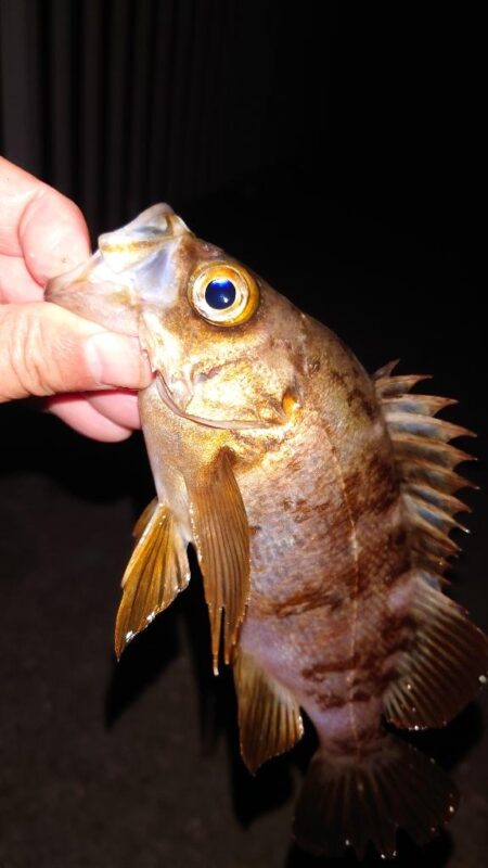 電気ウキ釣り 3