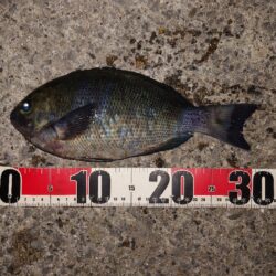 電気ウキ釣り 4