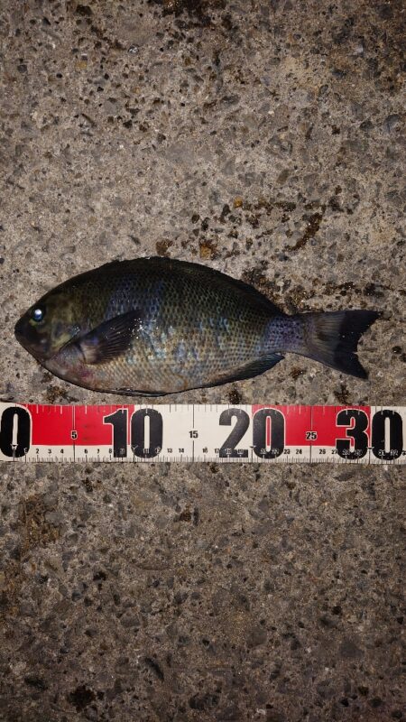 電気ウキ釣り 4