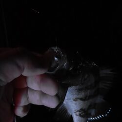 ボートメバリング