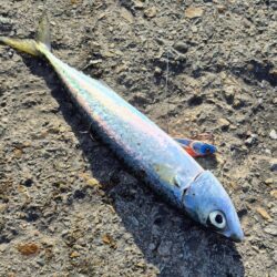 3回ヒットで楽しかったが残念、、、