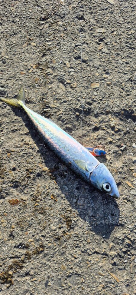 3回ヒットで楽しかったが残念、、、