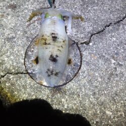 まさかの連発!!