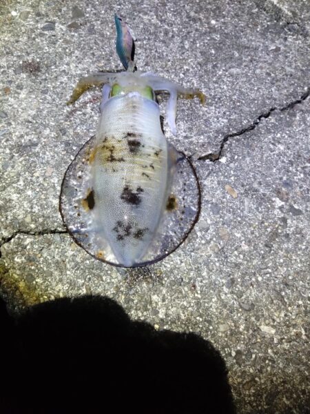 まさかの連発!!