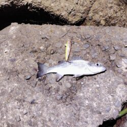 2026ファーストフィッシュ