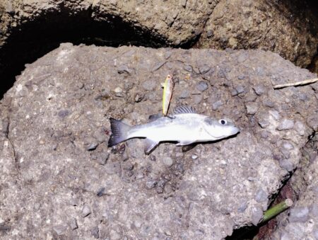 2026ファーストフィッシュ