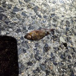 河川チニング&近郊ライトゲーム