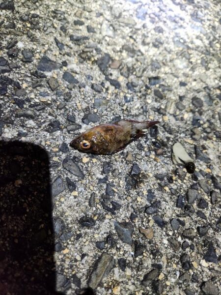 河川チニング&近郊ライトゲーム