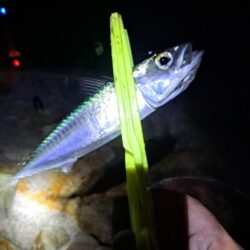 2026年1091初釣り