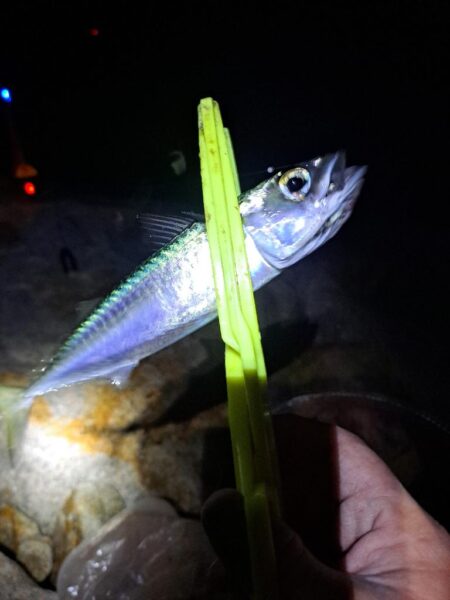 2026年1091初釣り