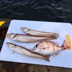 釣り納めは境港