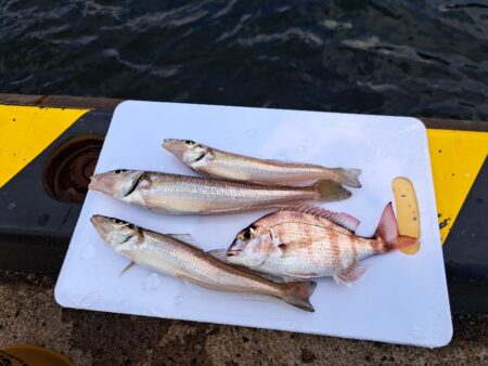 釣り納めは境港