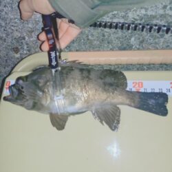 狙っての今季初メバル🐟️