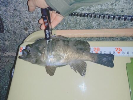 狙っての今季初メバル🐟️