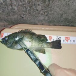 昨日ボウズからのリベンジ釣行🎣