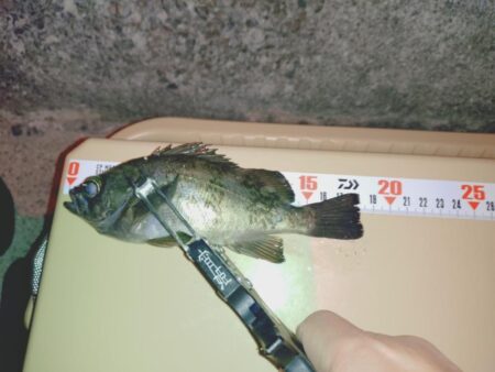 昨日ボウズからのリベンジ釣行🎣