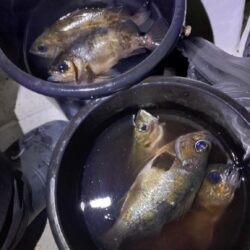 今年釣り始めは夜メバル