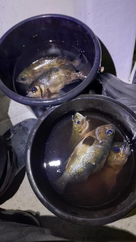 今年釣り始めは夜メバル