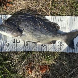 イチノ兄弟、釣果！