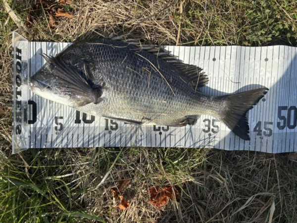 イチノ兄弟、釣果！