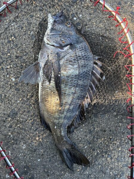 イチノ兄弟、釣果！