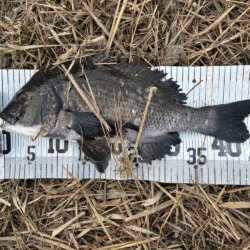 イチノ兄弟、釣果！