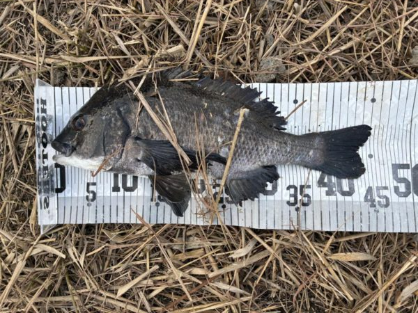 イチノ兄弟、釣果！