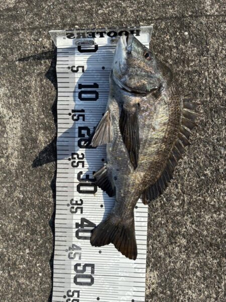 イチノ兄弟、釣果！