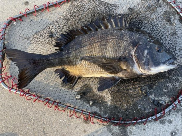 イチノ兄弟、釣果!