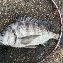 イチノ兄弟、釣果！