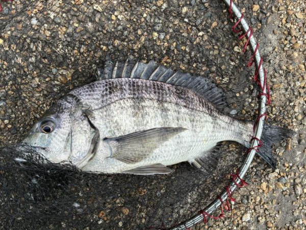 イチノ兄弟、釣果！