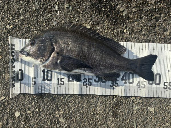 イチノ兄弟、釣果!