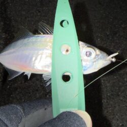 アジングは楽しい