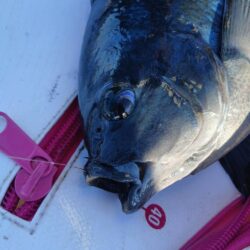 和歌山市江(吉丸渡船)で納竿3日目