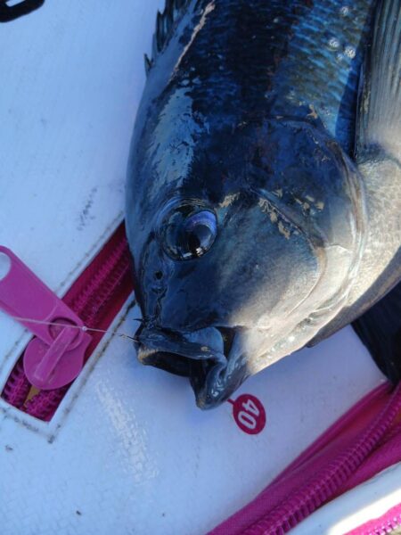 和歌山市江(吉丸渡船)で納竿3日目