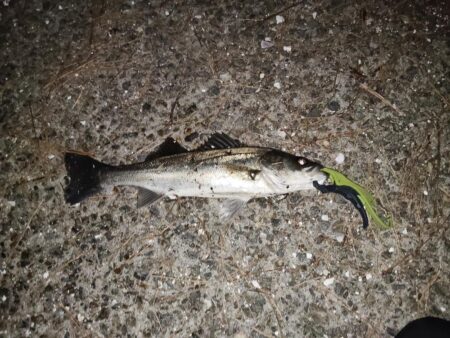 流れあり静かな海