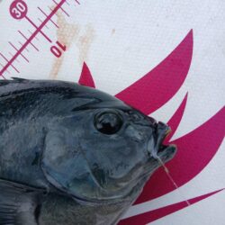 和歌山市江（吉丸渡船）でグレ釣り